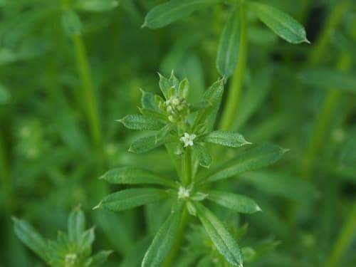 False Cleavers