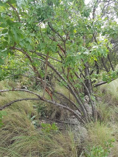 parsleytree