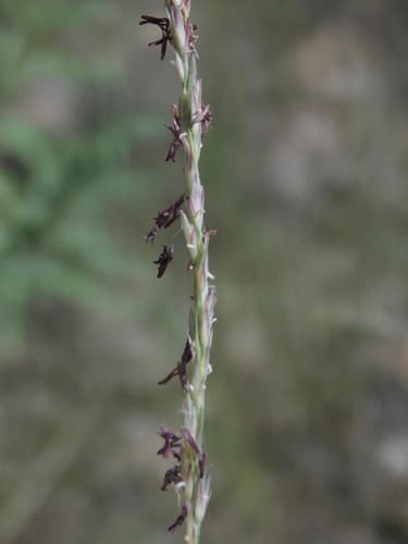 Tall Dropseed Plant