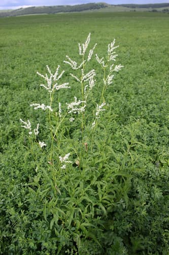 Alpine Smartweed