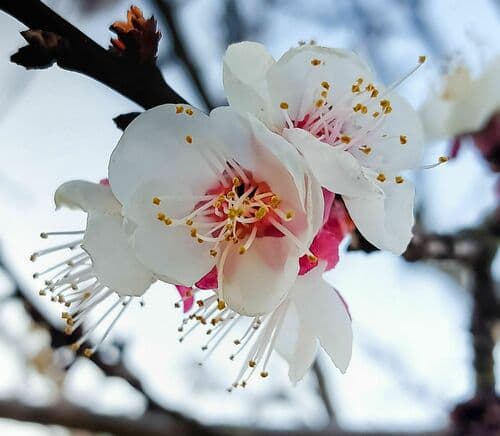 Apricot Bonsai