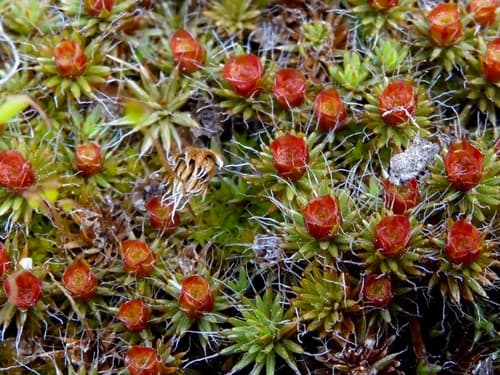 Bristly Haircap Moss Specimen