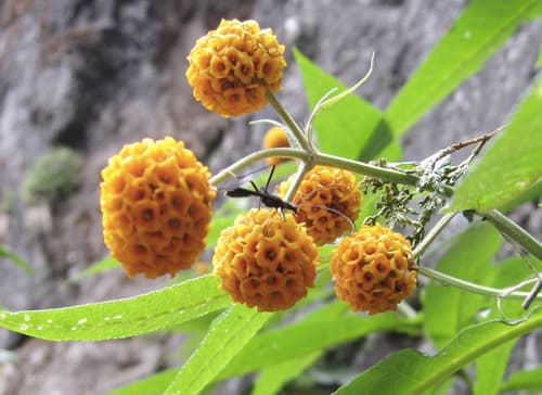 Orange-ball tree