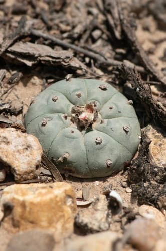 Peyote Cactus
