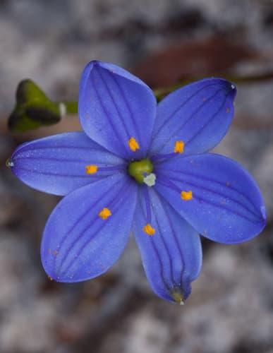 Blue Stars