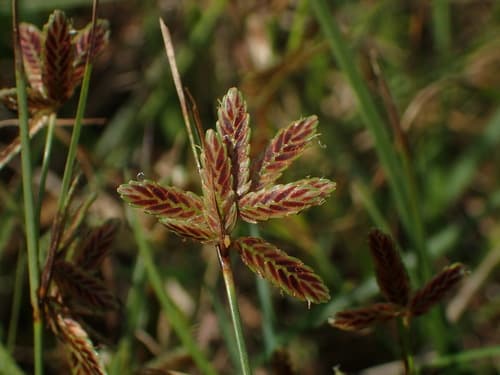 Shining Flatsedge