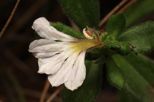 White Fanflower Bonsai
