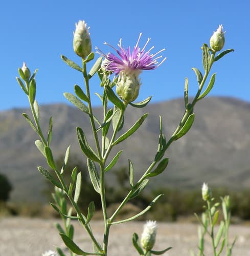 Russian Knapweed Bonsai