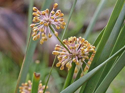 Many Flowered Matrush