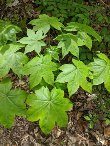 Castor-Aralia
