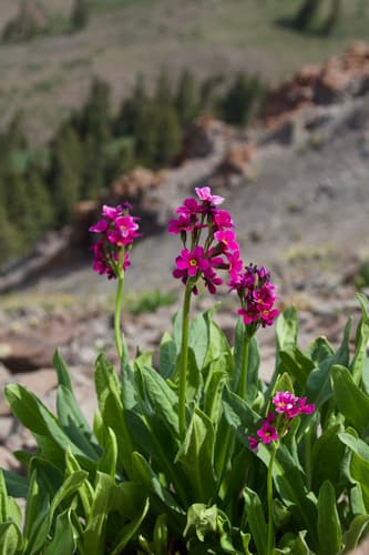 Parry's Primrose