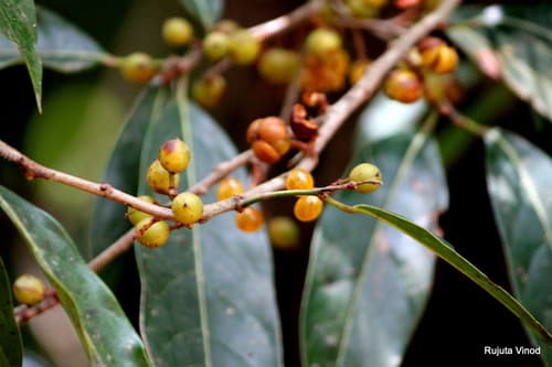 Ficus nervosa