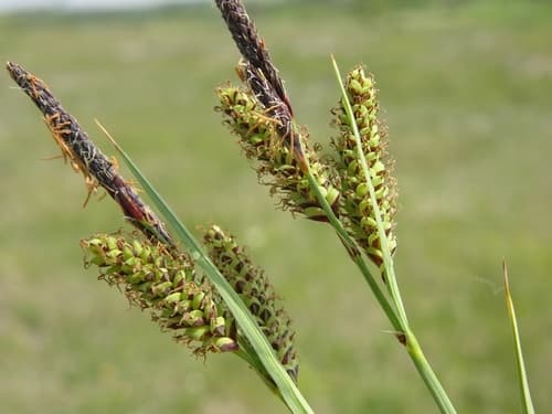 Blue Sedge