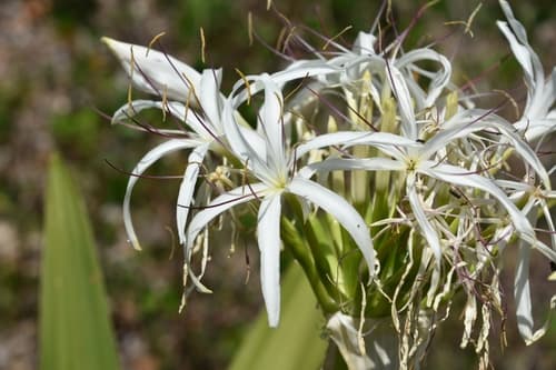 Mangrove Lily