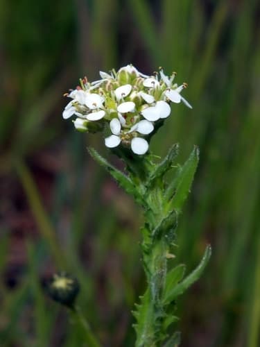 Smith's Cress