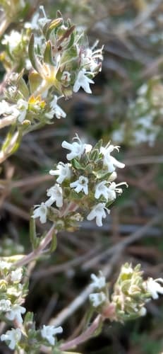 Sauce Thyme