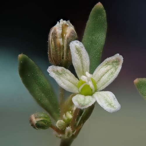 Green Carpetweed