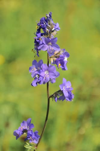 Blue Jacob's Ladder