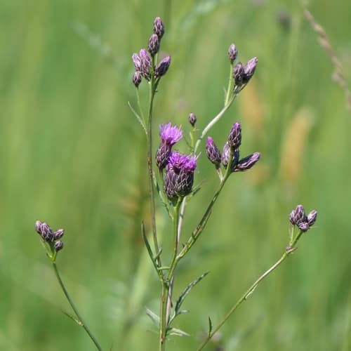 Saw-wort