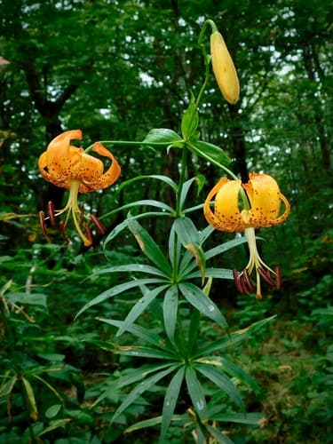 Turk's-cap lily