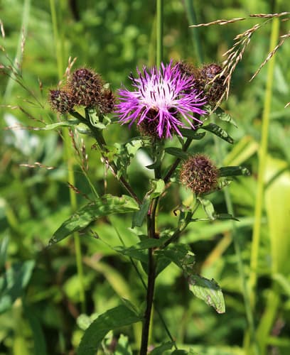 Wig Knapweed Bonsai