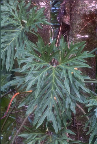 Split Leaf Climber