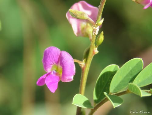 Purple Hoarypea
