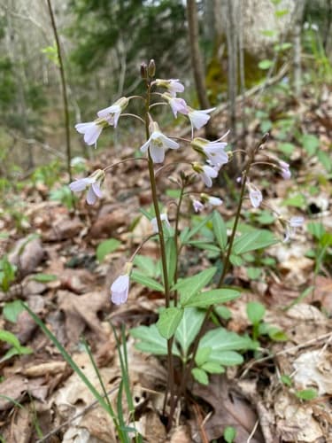 Slender toothwort