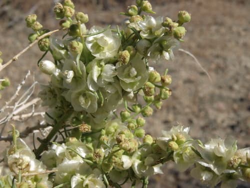 Cheesebush
