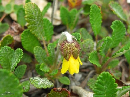 Yellow Mountain-avens Bonsai