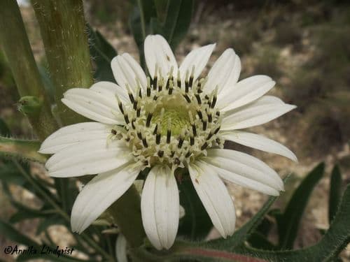 White rosinweed