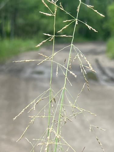 European Alkali Grass Bonsai