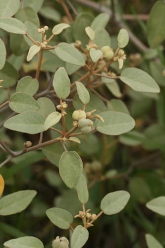 Beach Croton