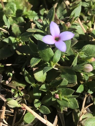 tiny bluet