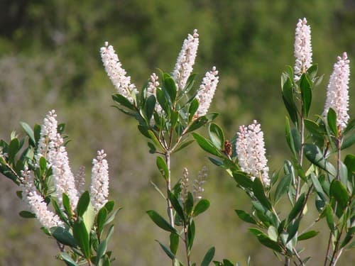 Buckwheat tree