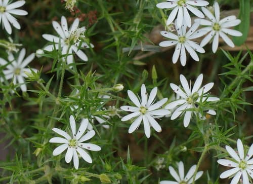 Prickly Starwort