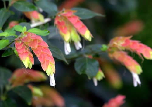 Shrimp Plant