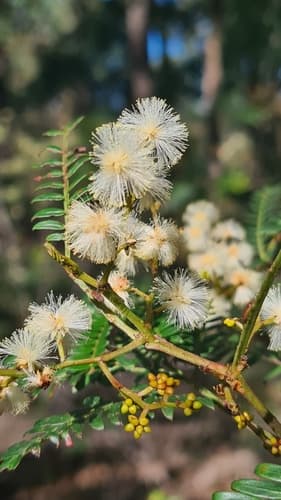 Sunshine Wattle Bonsai
