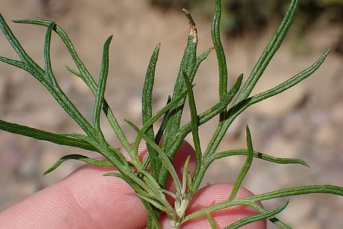 San Diego Sagewort