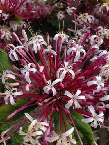 Starburst Bush