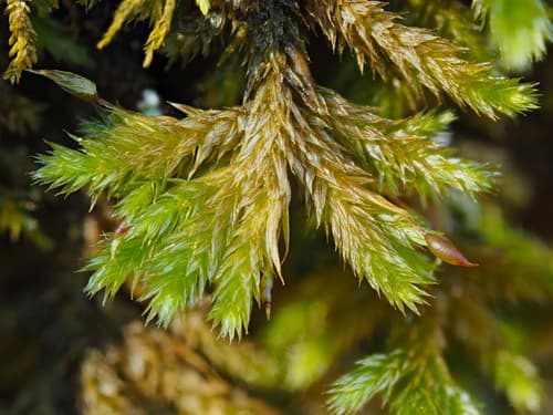 Fan Moss