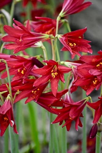 Oxblood Lily