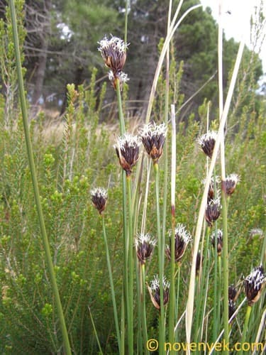Black Bog-Rush