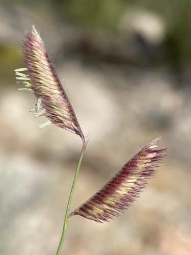 Blue Grama