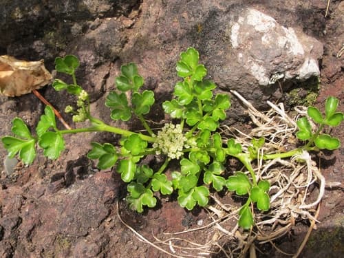 Sea Celery