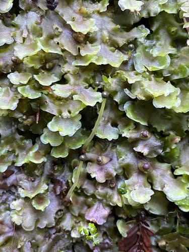 Ring Pellia