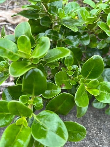 Taupata