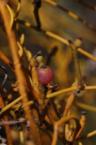 devil's tresses