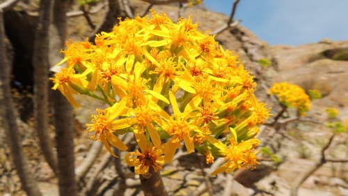 Broomstick Tree