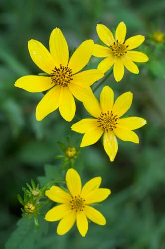 Bearded Beggarticks